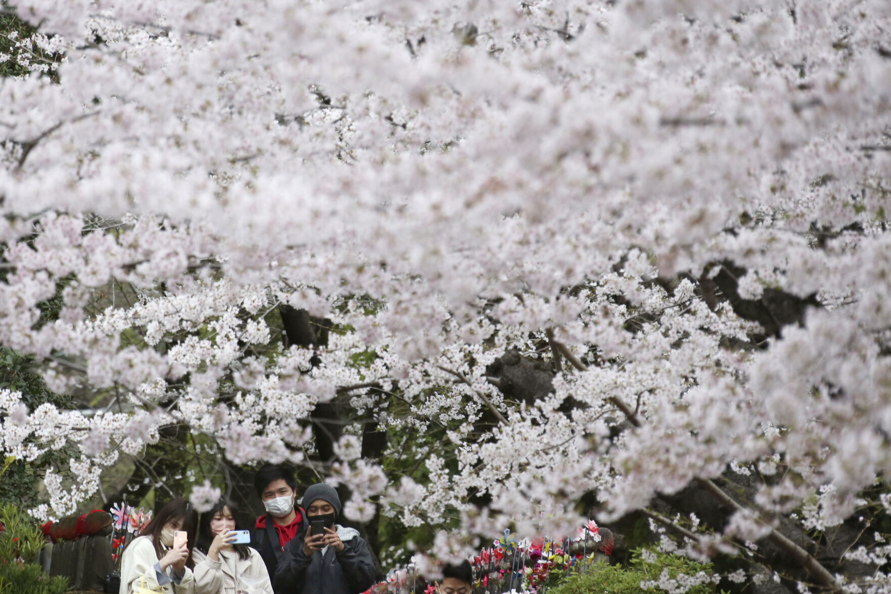 Climate Crisis Is Putting Japan'S Cherry Blossoms First 12 Japan Cherry Blossom Photo Gallery